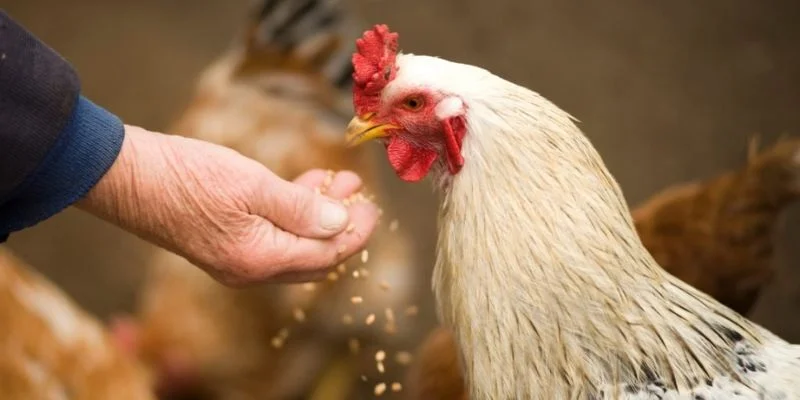 cách nạp carbo cho gà đá