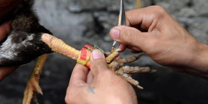 Đá gà cựa dao kịch tính nhất trong sảnh đá gà WS168