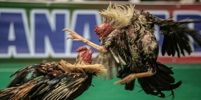 Gà đá được lựa chọn vô cùng gắt gao
