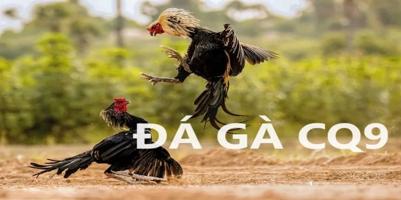 Khái quát cơ bản về sảnh đá gà CQ9