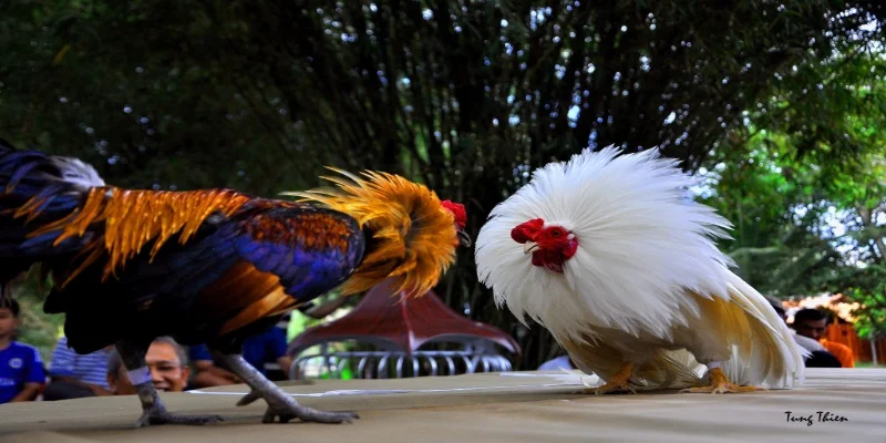 Khám phá thú vị về đá gà chọi C1