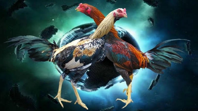 Mẹo cá cược đá gà trực tuyến chắc thắng