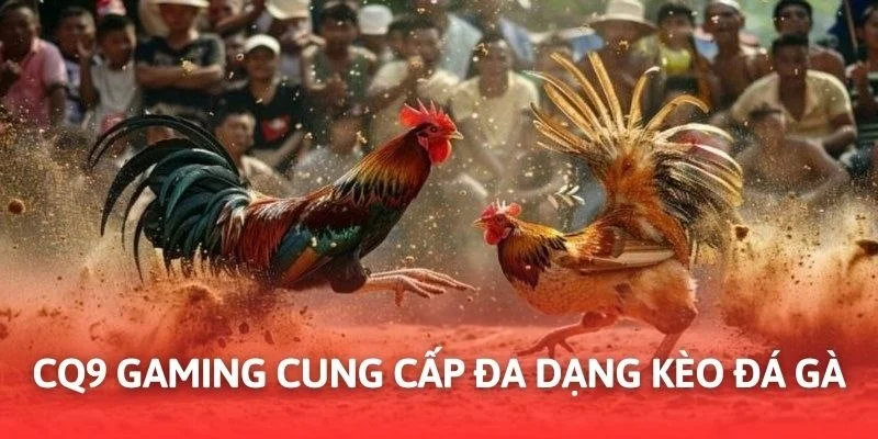 Nhiều hình thức đấu và mức cược