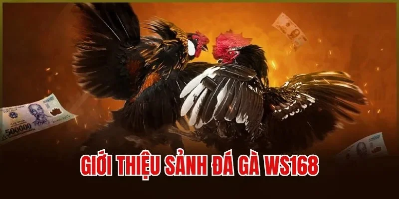 sảnh đá gà WS168