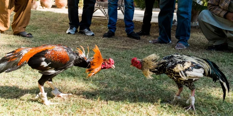 Vài điều cơ bản về trường chọi gà Campuchia